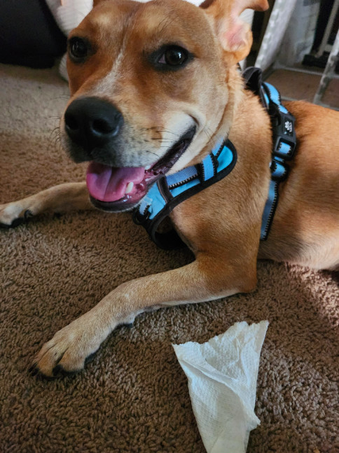 TOOTSIE, an adoptable Cattle Dog in Broomfield, CO, 80020 | Photo Image 5