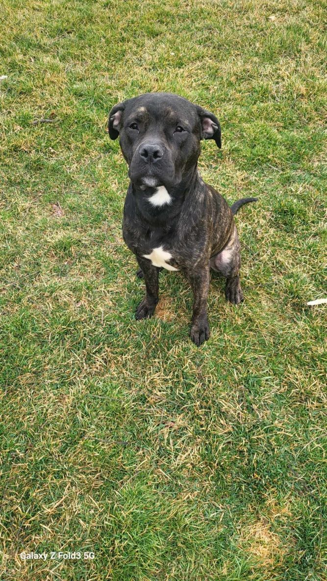 Dog for adoption Odysseus, a Mixed Breed in hinckley, IL Petfinder