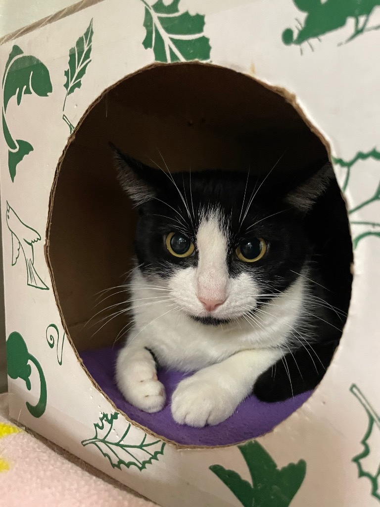 Y, an adoptable Domestic Short Hair in Hot Springs, AR, 71901 | Photo Image 1