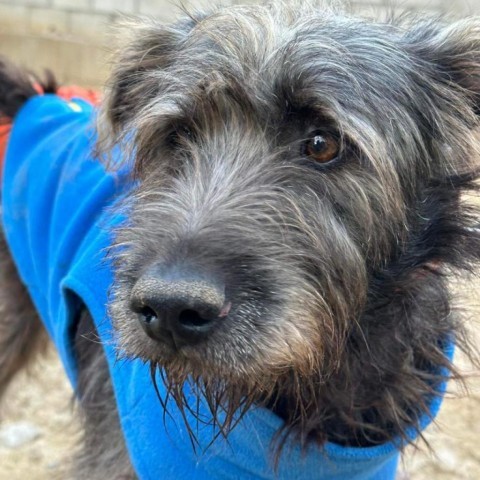Zeus, an adoptable Schnauzer in San Diego, CA, 92130 | Photo Image 6