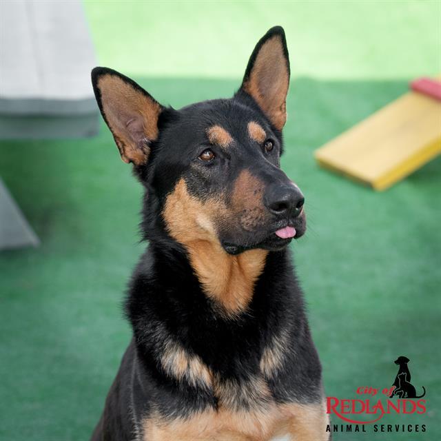TITAN- IN FOSTER