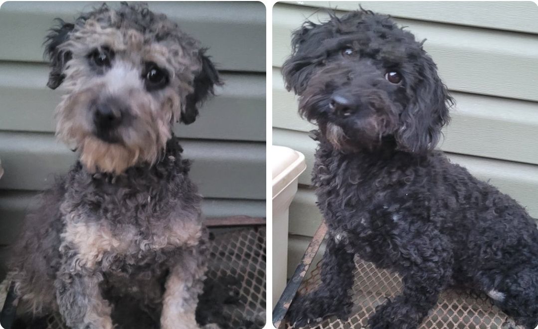 TOY POODLE MALES 