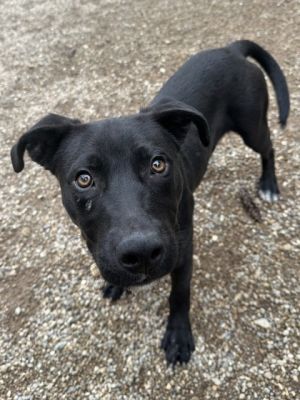 Dog for adoption Rain an Australian Shepherd Mix in Columbus