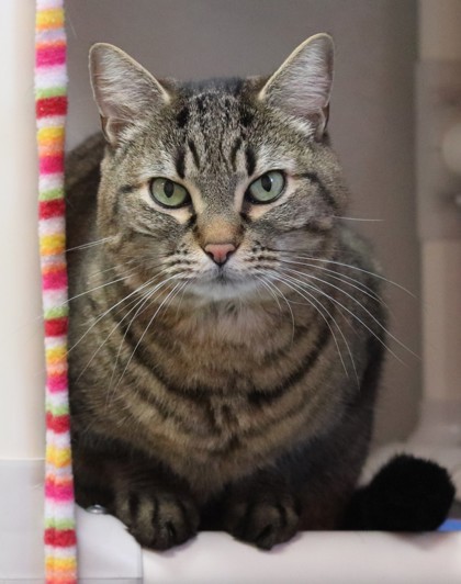 Meester, an adoptable Domestic Short Hair in Walla Walla, WA, 99362 | Photo Image 1