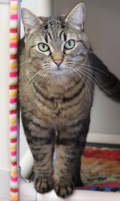 Meester, an adoptable Domestic Short Hair in Walla Walla, WA, 99362 | Photo Image 2