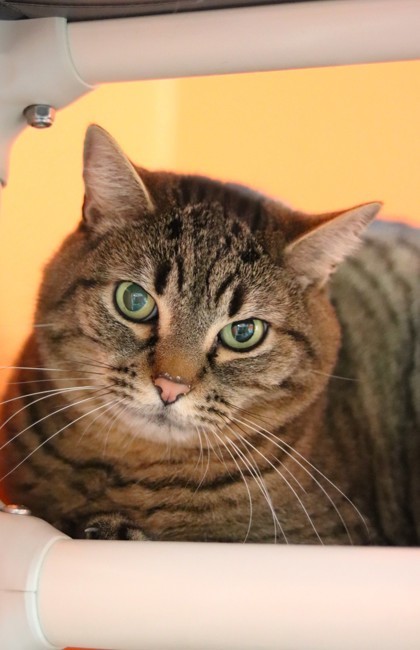 Meester, an adoptable Domestic Short Hair in Walla Walla, WA, 99362 | Photo Image 3