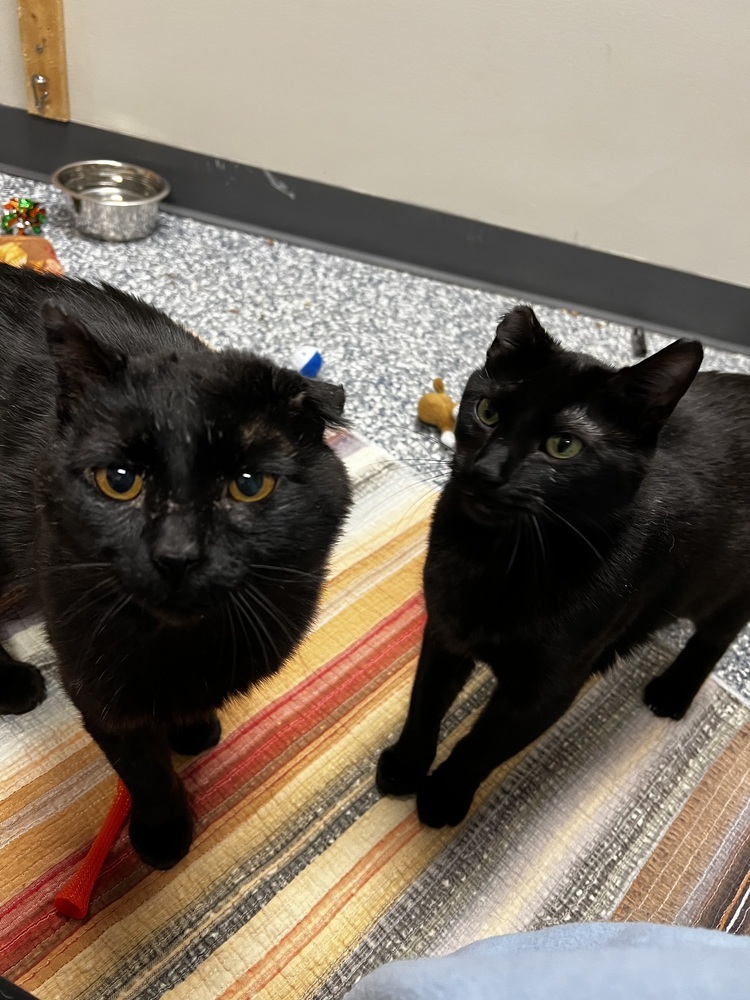 Clark, an adoptable Domestic Short Hair in Bemidji, MN, 56601 | Photo Image 2