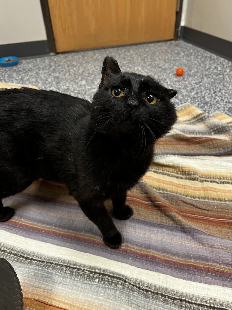 Clark, an adoptable Domestic Short Hair in Bemidji, MN, 56601 | Photo Image 3