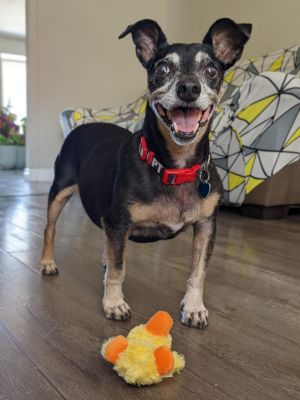 Keanu, Senior Male unknown