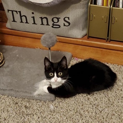 Lou, an adoptable Domestic Short Hair in Brawley, CA, 92227 | Photo Image 2