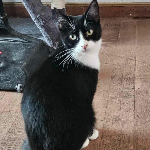 Lou, an adoptable Domestic Short Hair in Brawley, CA, 92227 | Photo Image 4