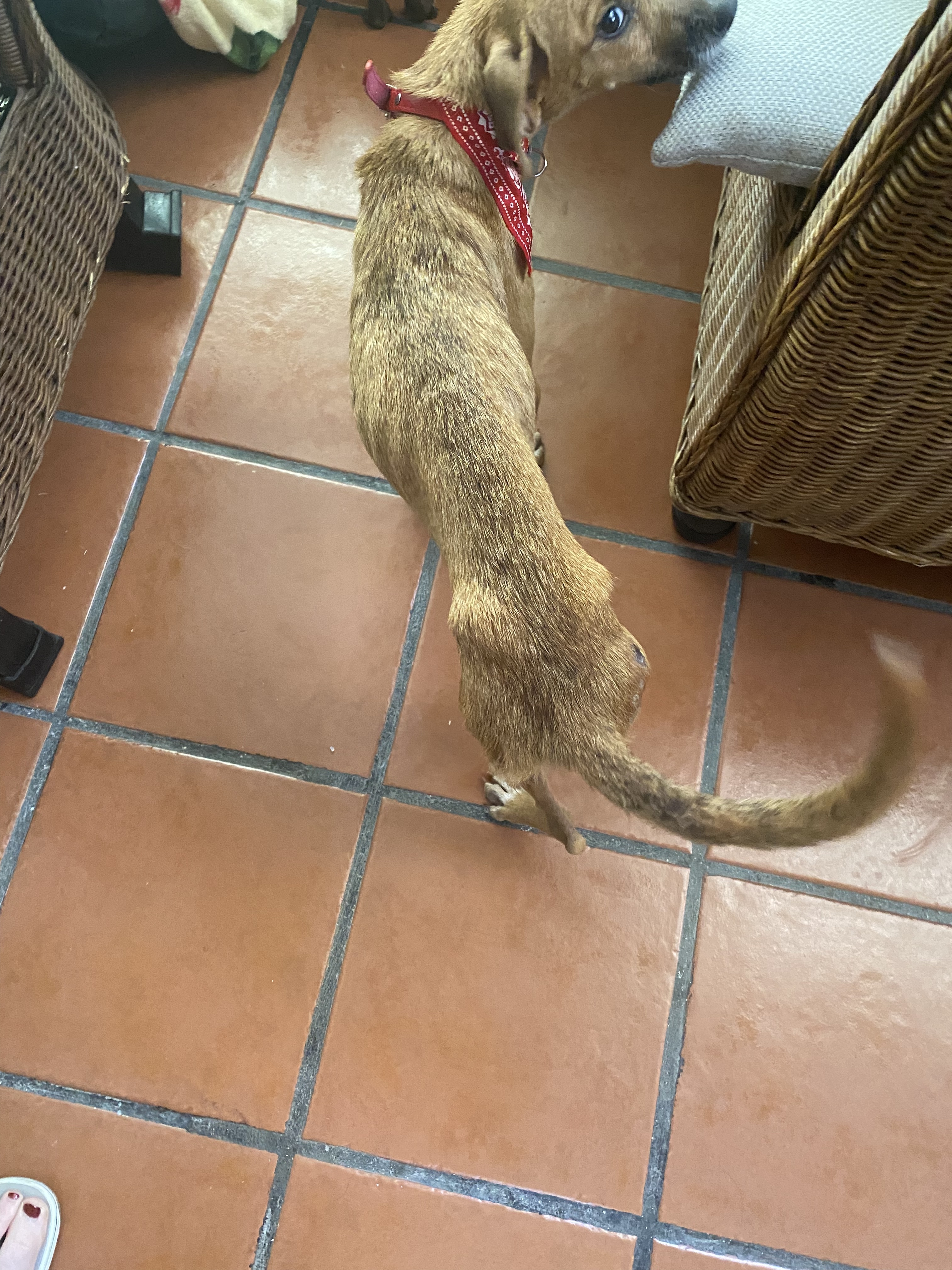 Maya, an adoptable Chihuahua in Wasilla, AK, 99654 | Photo Image 2
