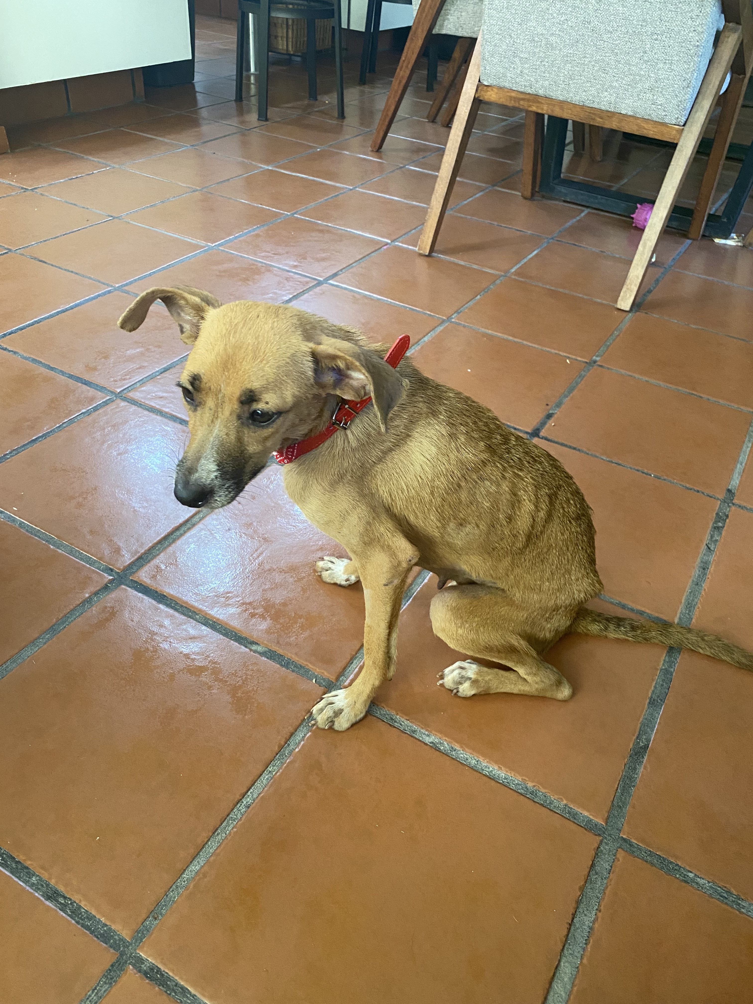 Maya, an adoptable Chihuahua in Wasilla, AK, 99654 | Photo Image 6