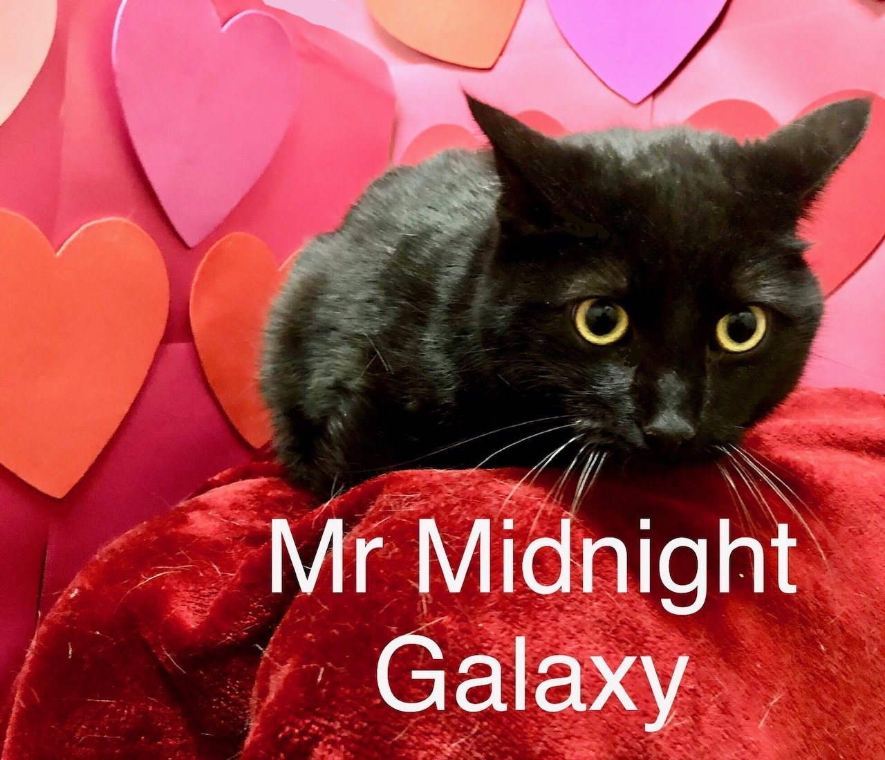 Mr Midnight Galaxy Martinez PFE March 23rd