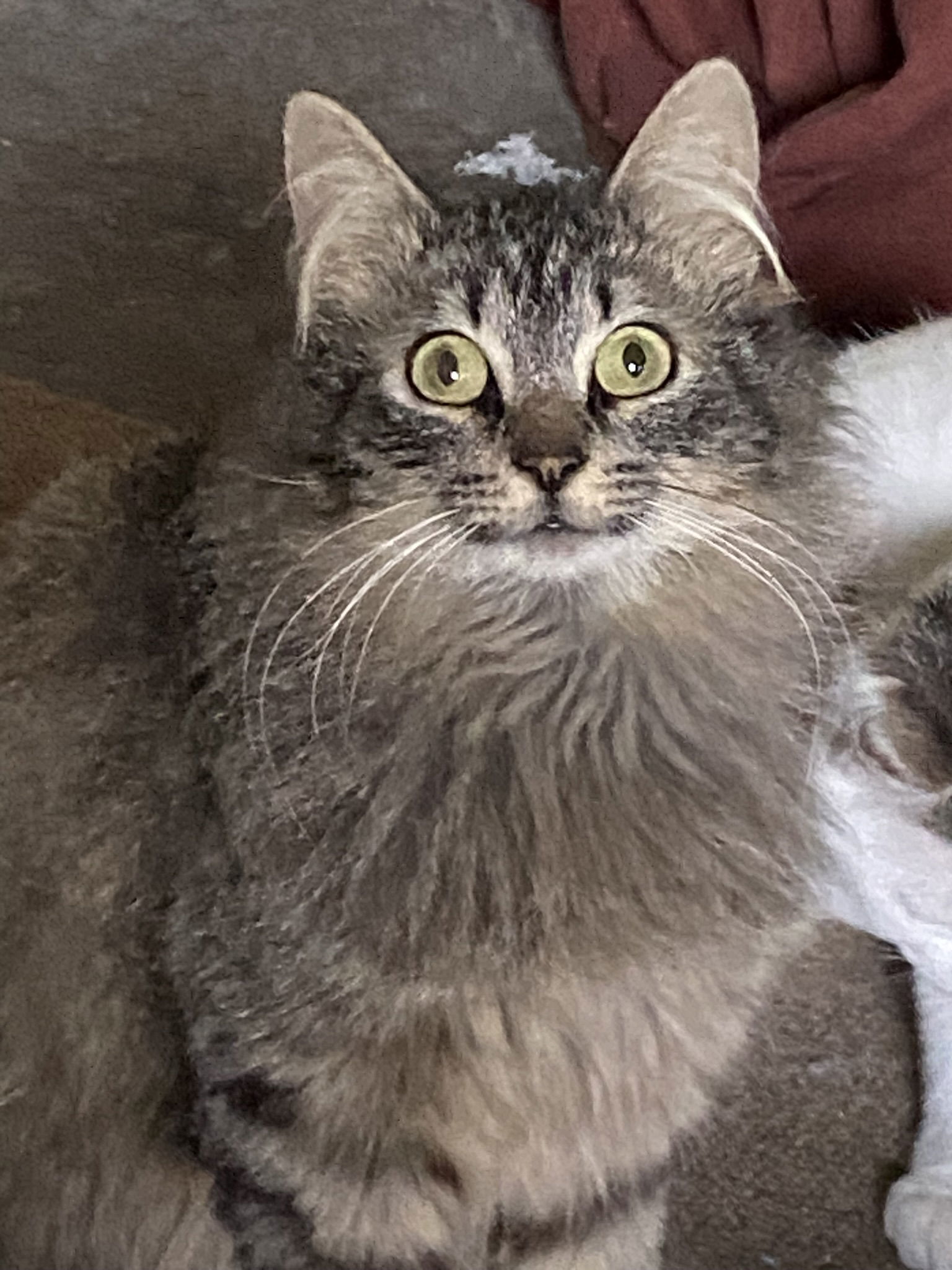 Cozette, an adoptable Domestic Medium Hair, Norwegian Forest Cat in Drasco, AR, 72530 | Photo Image 1