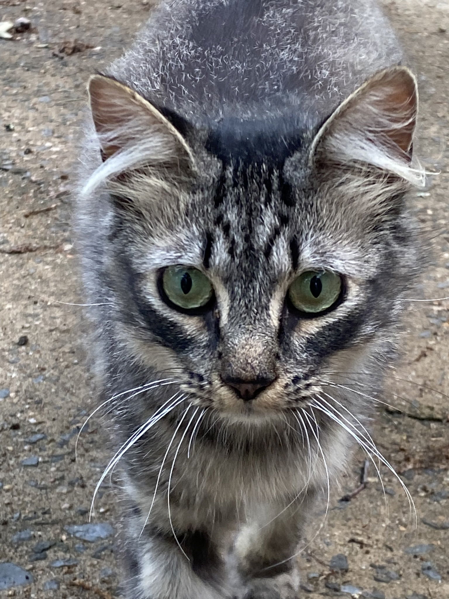 Cozette, an adoptable Domestic Medium Hair, Norwegian Forest Cat in Drasco, AR, 72530 | Photo Image 2