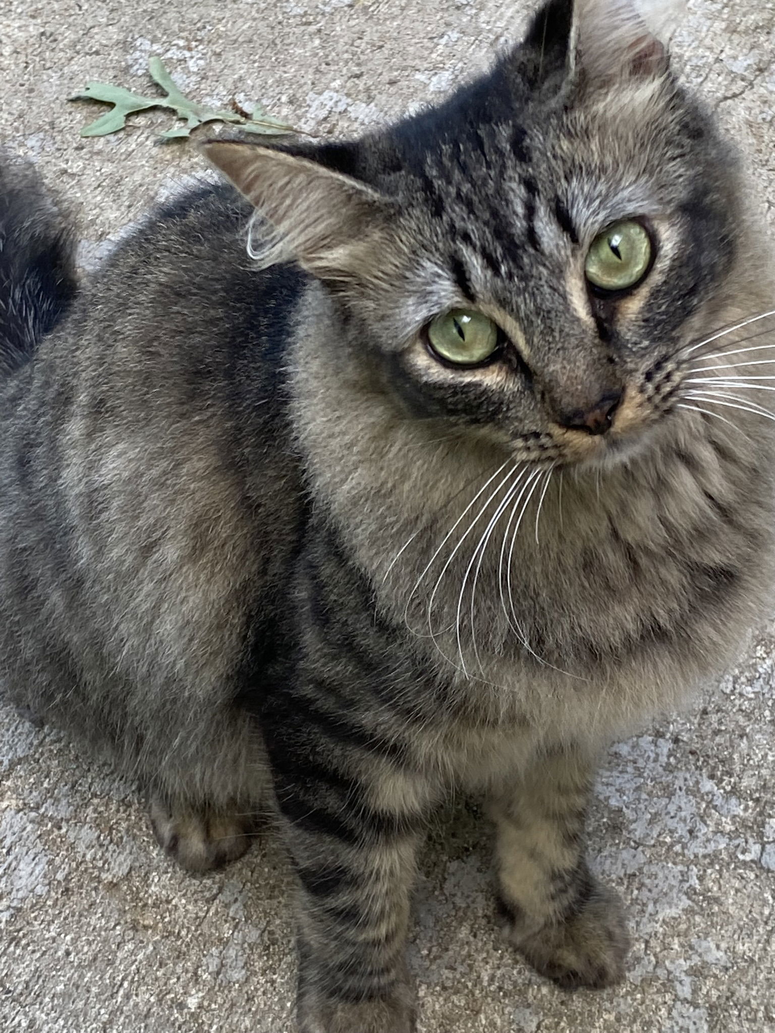 Cozette, an adoptable Domestic Medium Hair, Norwegian Forest Cat in Drasco, AR, 72530 | Photo Image 3