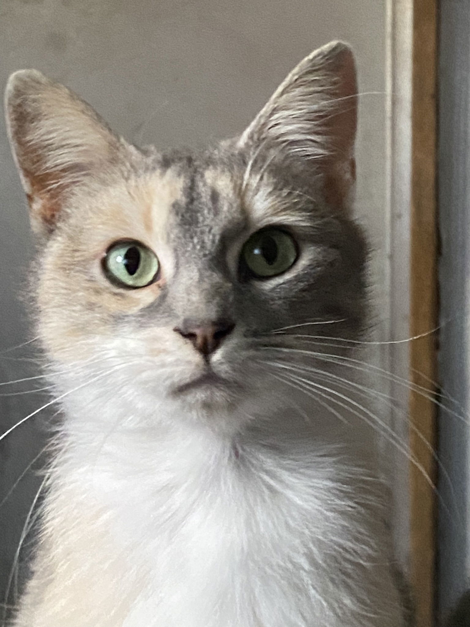 Essa, an adoptable Domestic Short Hair, Dilute Calico in Drasco, AR, 72530 | Photo Image 1