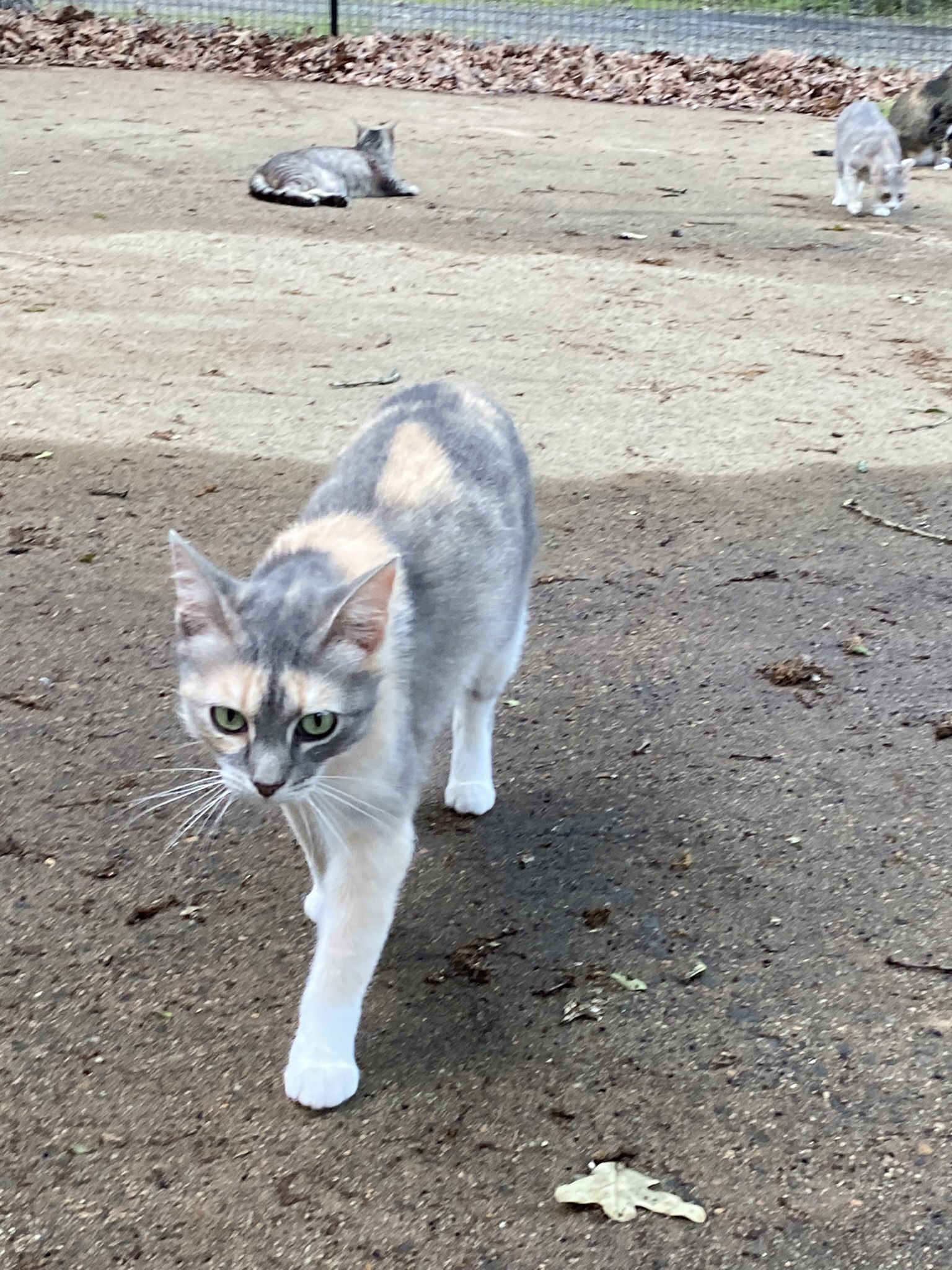 Essa, an adoptable Domestic Short Hair, Dilute Calico in Drasco, AR, 72530 | Photo Image 2