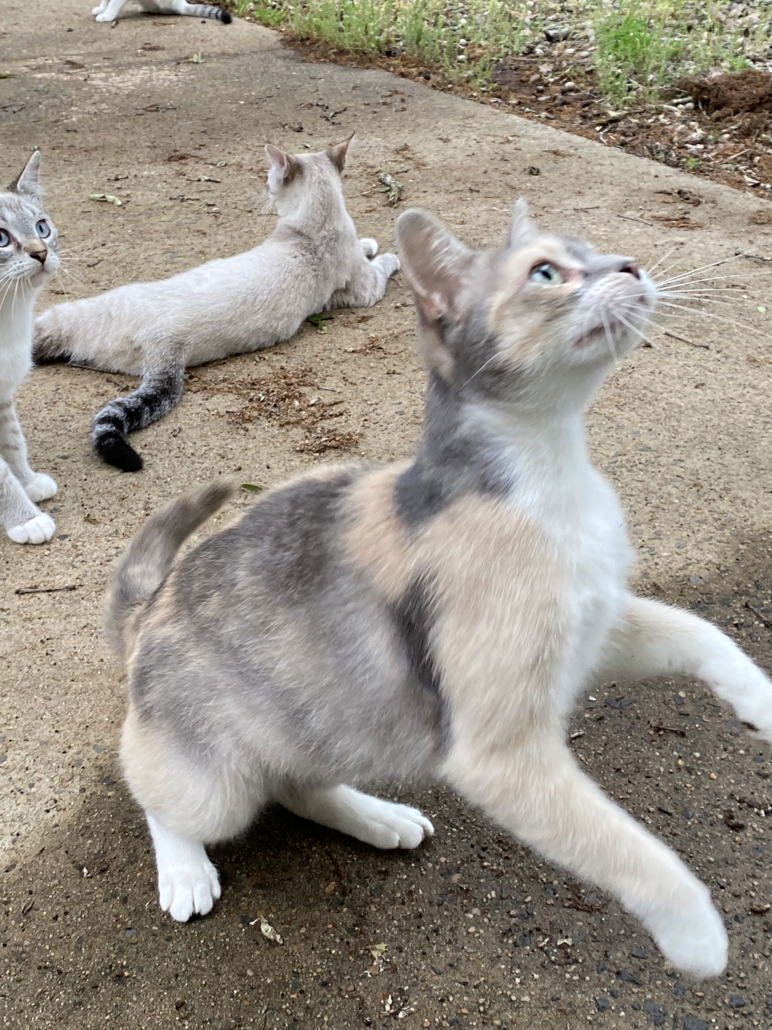 Essa, an adoptable Domestic Short Hair, Dilute Calico in Drasco, AR, 72530 | Photo Image 3