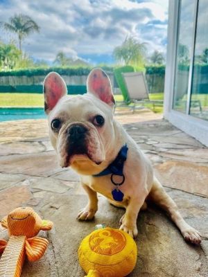 Bruno is a 7 yr old 31 lb male French Bulldog with IVDD He is good with other d