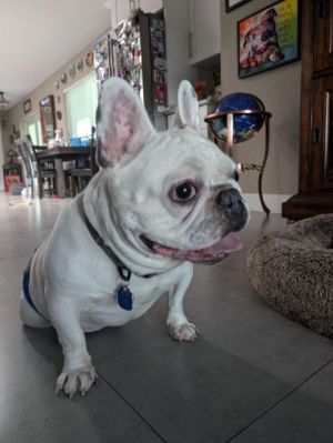 Bruno is a 7 yr old 31 lb male French Bulldog with IVDD He is good with other dogs loves