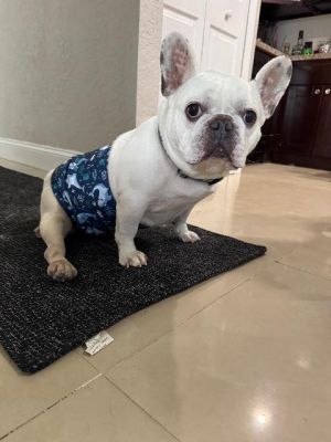 Bruno French Bulldog Dog