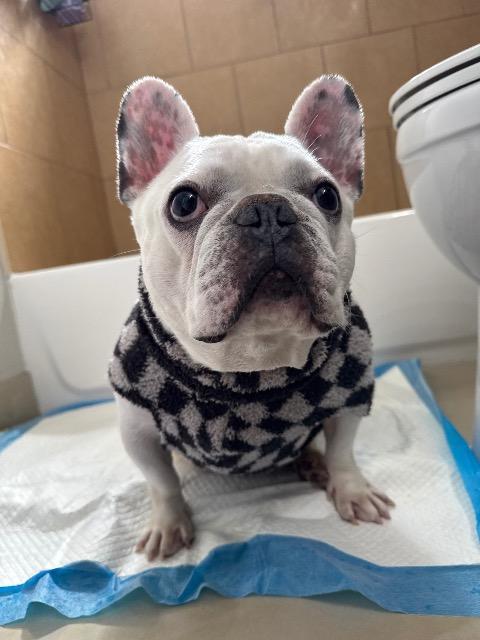 Bruno