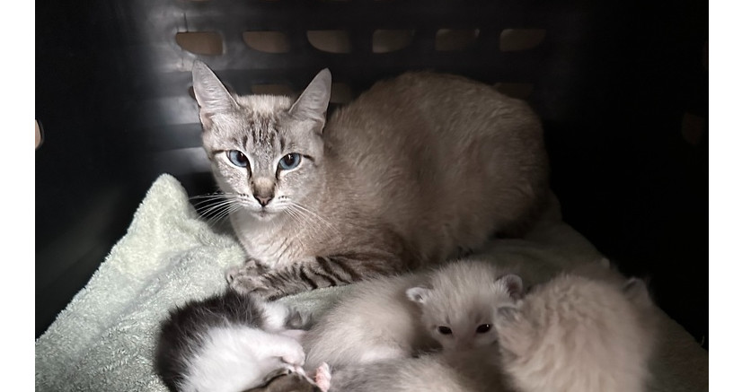 Pearl 12, an adoptable Siamese in Austin, TX, 78711 | Photo Image 2