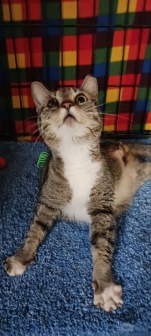 Gammie, Adult Female Domestic Short Hair