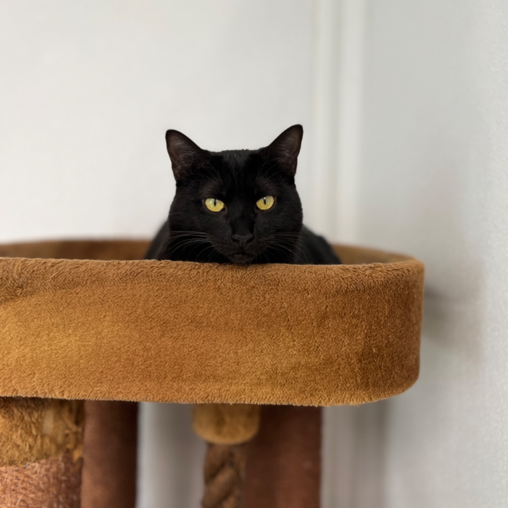 Ember, an adoptable Domestic Short Hair in Corpus Christi, TX, 78414 | Photo Image 1