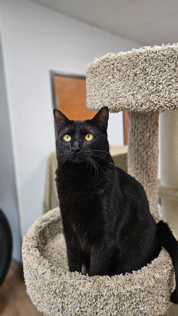 Ember, an adoptable Domestic Short Hair in Corpus Christi, TX, 78414 | Photo Image 3