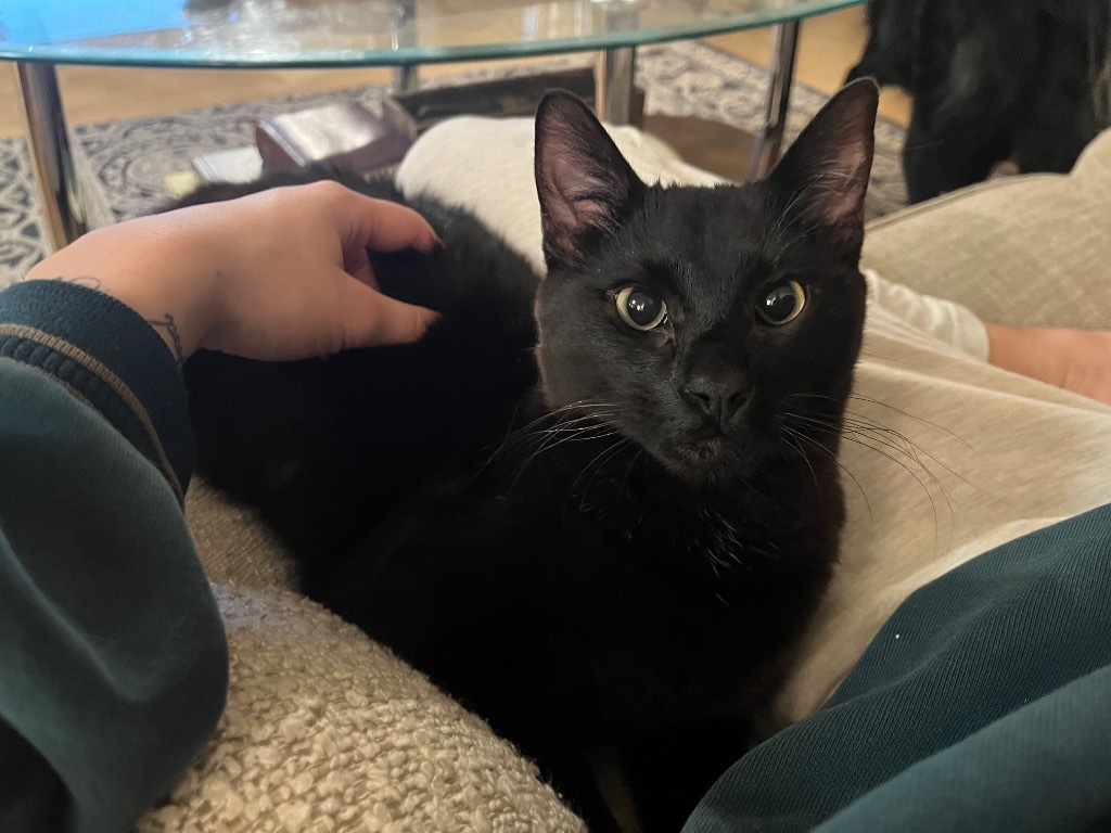 Toothless, an adoptable Domestic Short Hair in Palmer, AK, 99645 | Photo Image 4