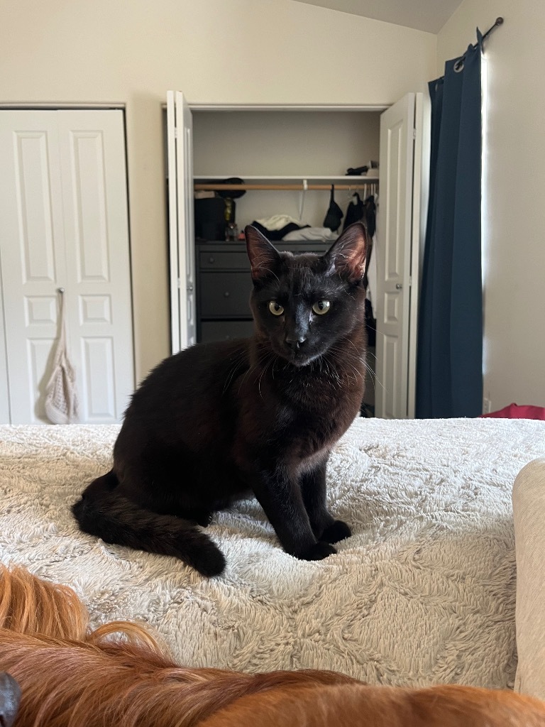 Toothless, an adoptable Domestic Short Hair in Palmer, AK, 99645 | Photo Image 5