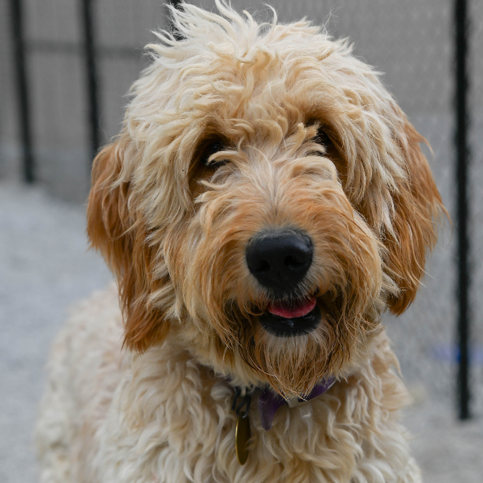 Ivy, an adoptable Goldendoodle in Louisville, KY, 40206 | Photo Image 1