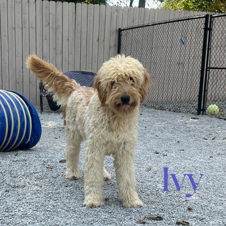 Ivy, an adoptable Goldendoodle in Louisville, KY, 40206 | Photo Image 1