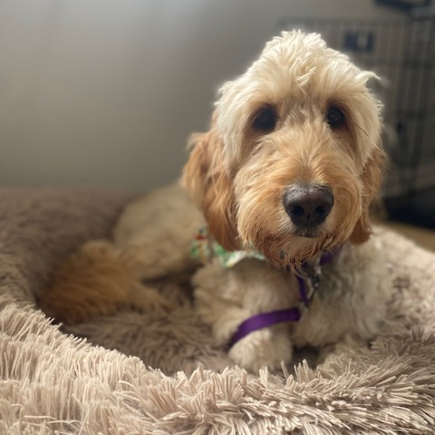 Ivy, an adoptable Goldendoodle in Louisville, KY, 40206 | Photo Image 1