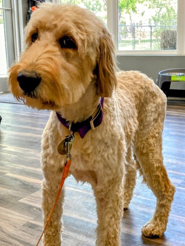 Ivy, an adoptable Goldendoodle in Louisville, KY, 40206 | Photo Image 2