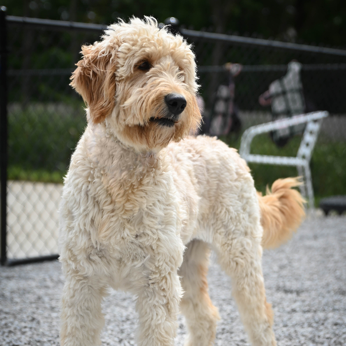 Ivy, an adoptable Goldendoodle in Louisville, KY, 40206 | Photo Image 2