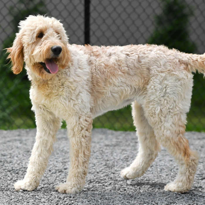 Ivy, an adoptable Goldendoodle in Louisville, KY, 40206 | Photo Image 3