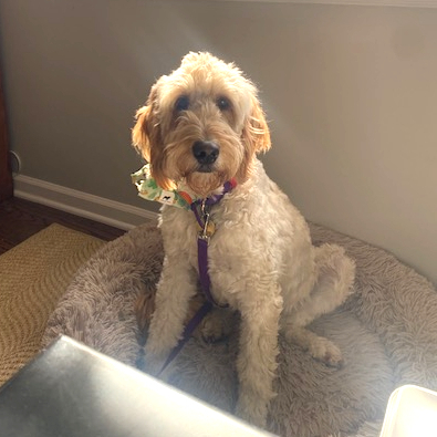Ivy, an adoptable Goldendoodle in Louisville, KY, 40206 | Photo Image 3