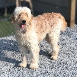 Ivy, an adoptable Goldendoodle in Louisville, KY, 40206 | Photo Image 4