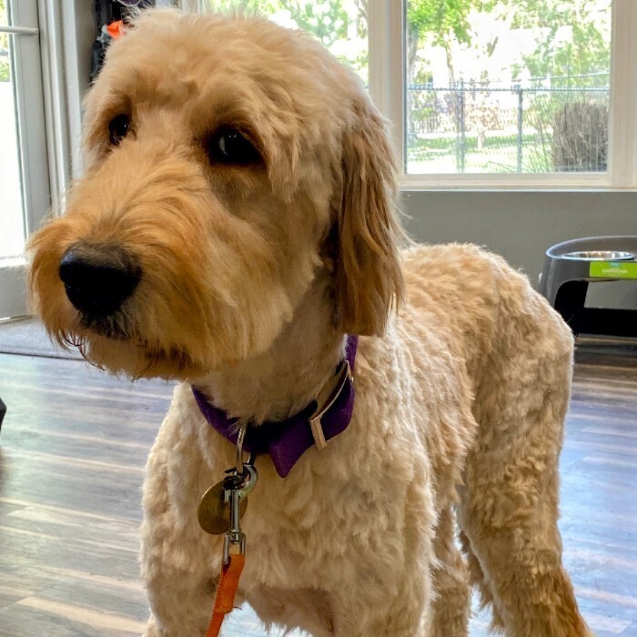 Ivy, an adoptable Goldendoodle in Louisville, KY, 40206 | Photo Image 4