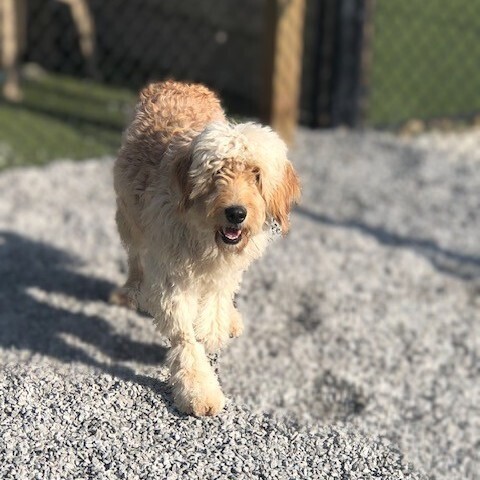Ivy, an adoptable Goldendoodle in Louisville, KY, 40206 | Photo Image 5