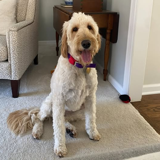 Ivy, an adoptable Goldendoodle in Louisville, KY, 40206 | Photo Image 5