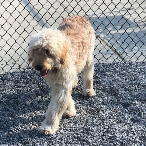 Ivy, an adoptable Goldendoodle in Louisville, KY, 40206 | Photo Image 6