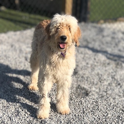 Ivy, an adoptable Goldendoodle in Louisville, KY, 40206 | Photo Image 6