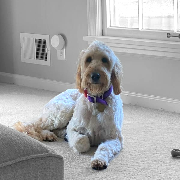 Ivy, an adoptable Goldendoodle in Louisville, KY, 40206 | Photo Image 6