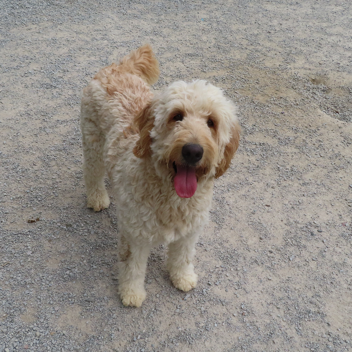 Ivy, an adoptable Goldendoodle in Louisville, KY, 40206 | Photo Image 6