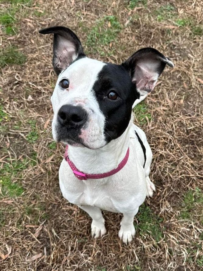 Dog for adoption Lola a Pit Bull Terrier in Henderson NC